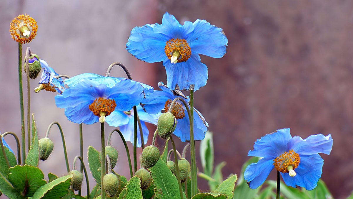 papavero blu dell'himalaya