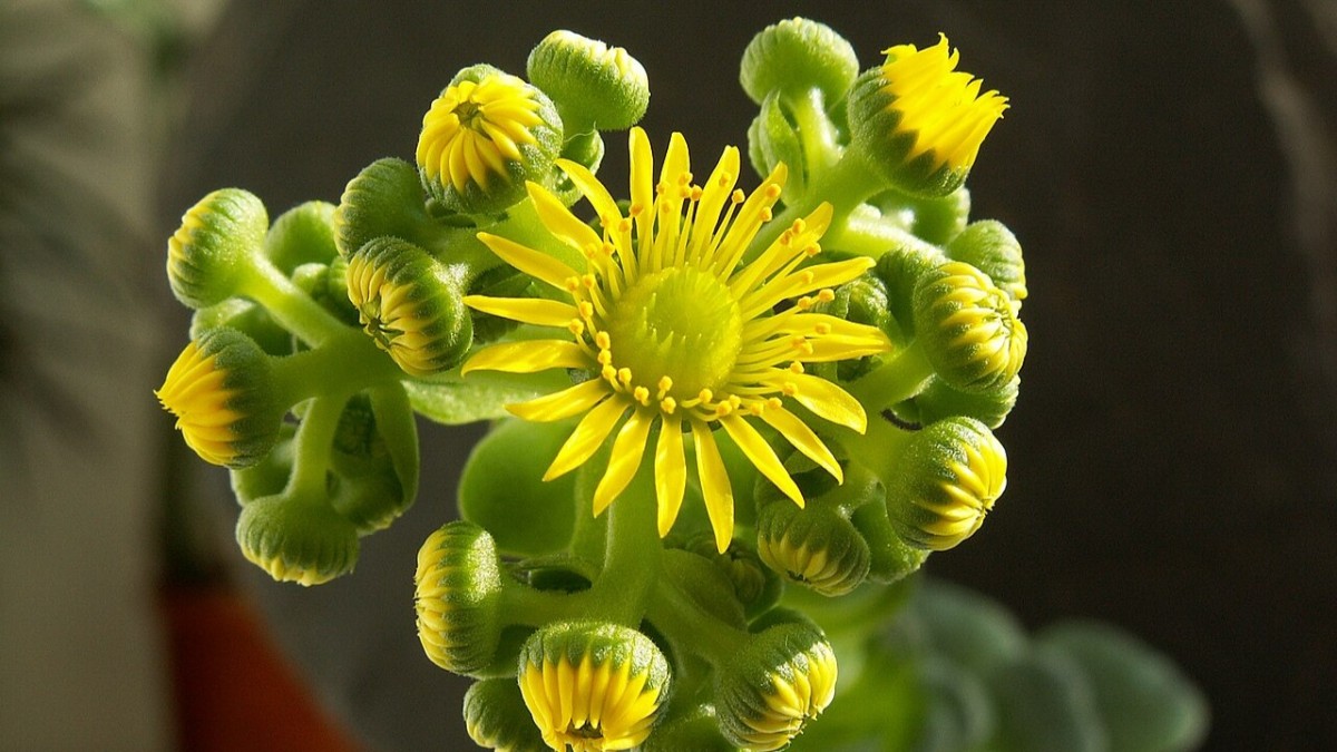 greenovia dodantralis