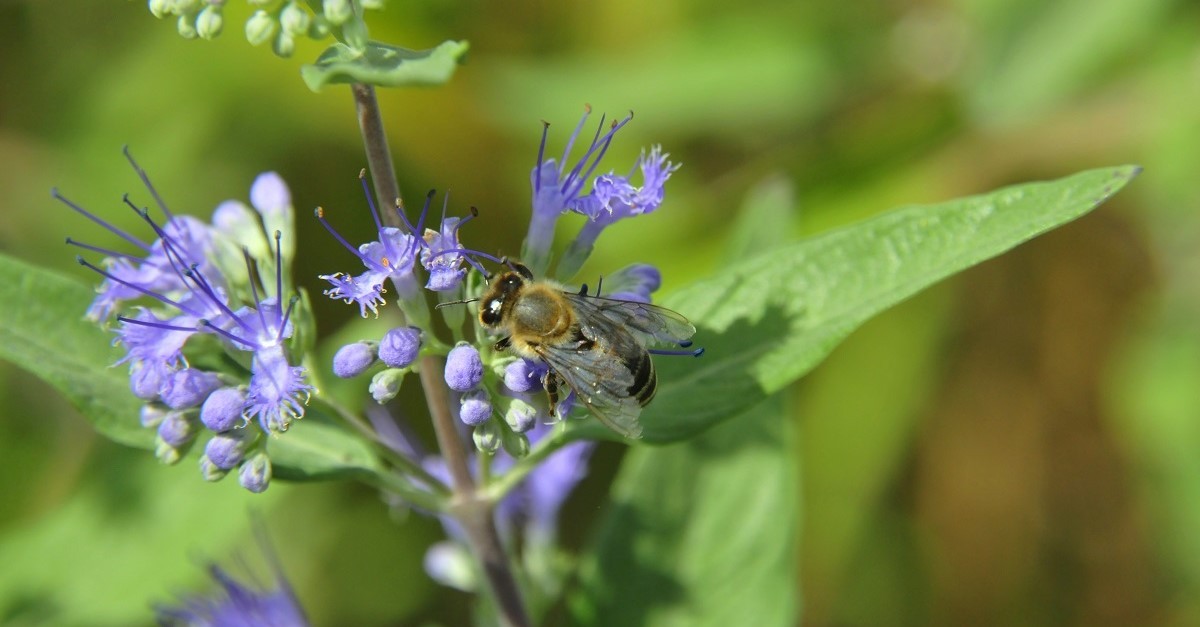 Ape su dei fiori di Caryopteris