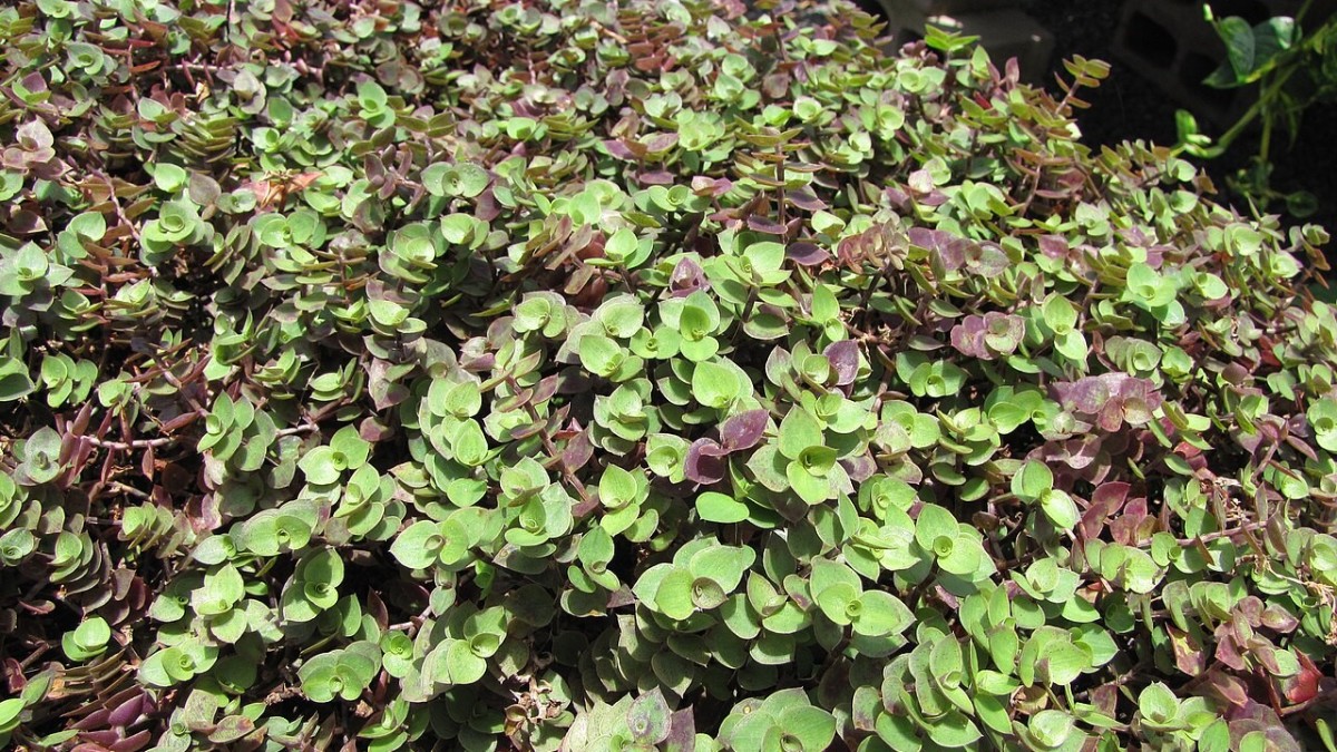 callisia