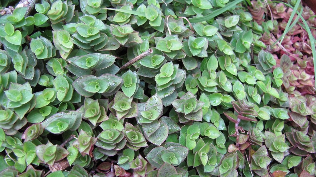 callisia repens