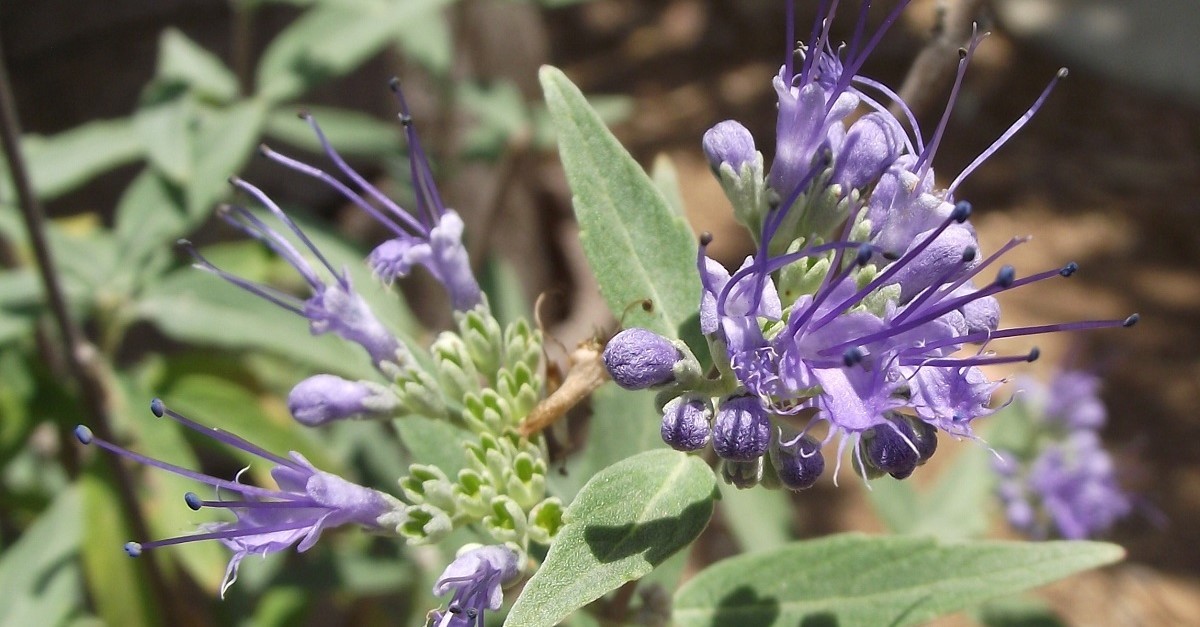 I fiori e le foglie del Caryopteris