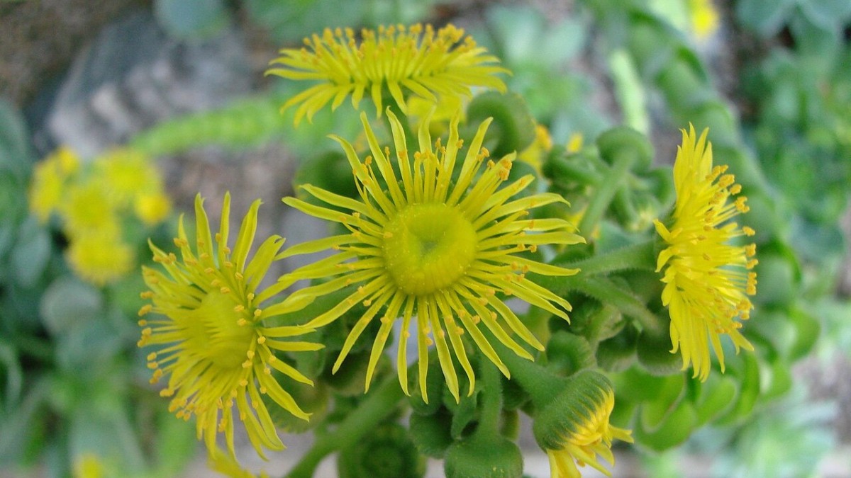 greenovia dodantralis