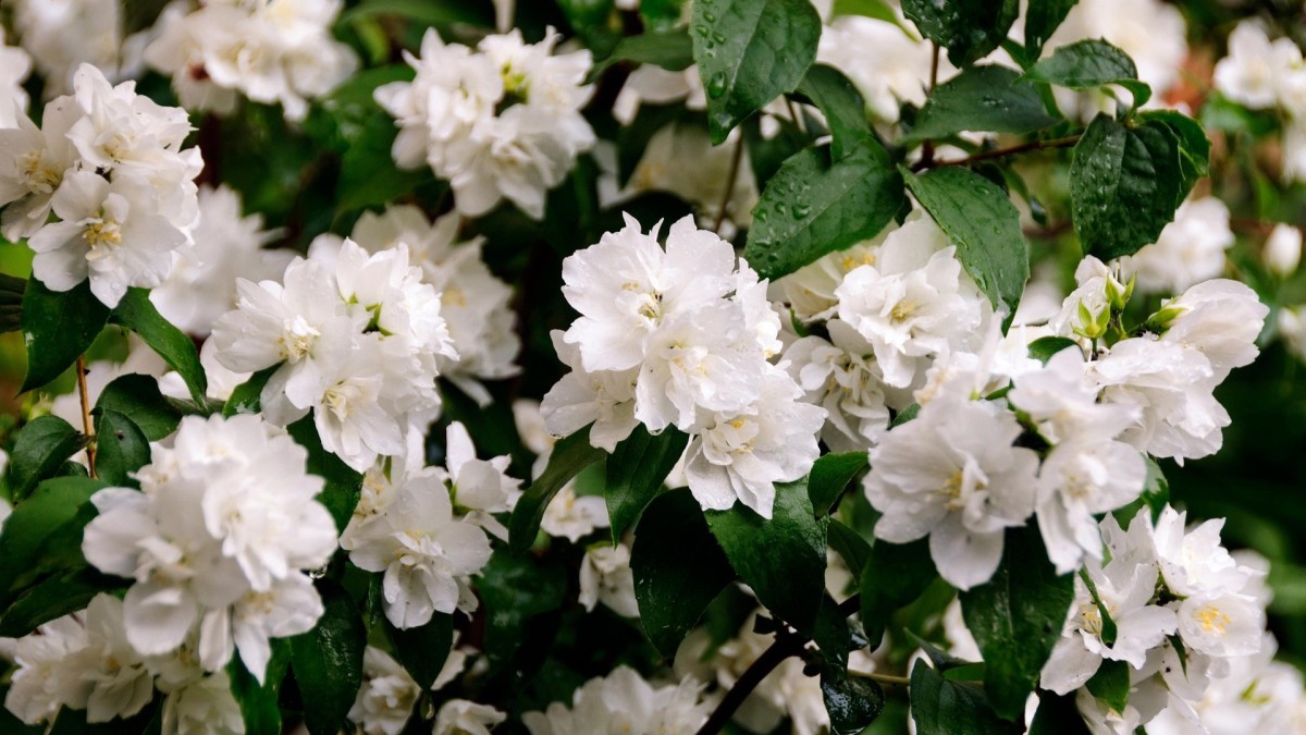 come si coltiva il fiore d'angelo
