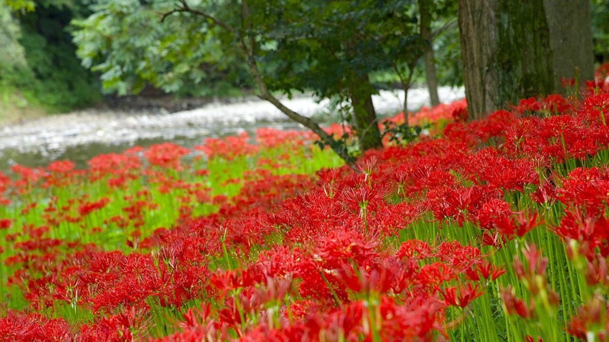 giglio ragno rosso