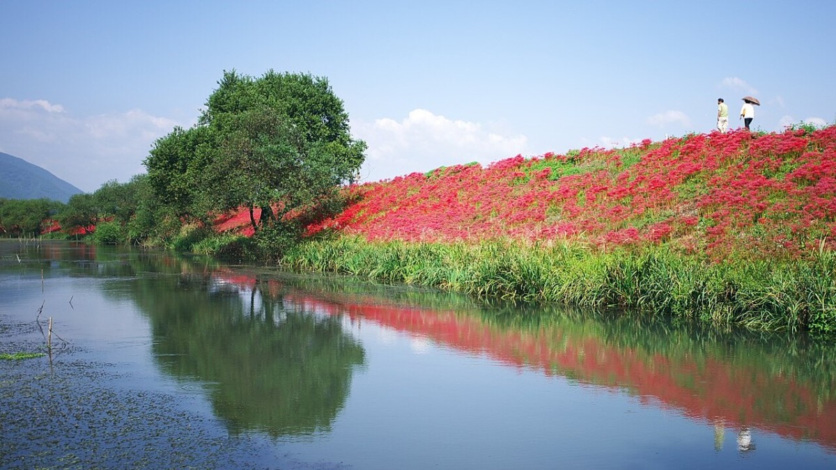 giglio ragno rosso