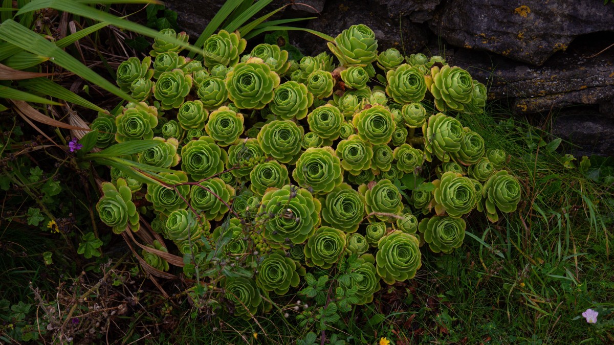 greenovia dodantralis