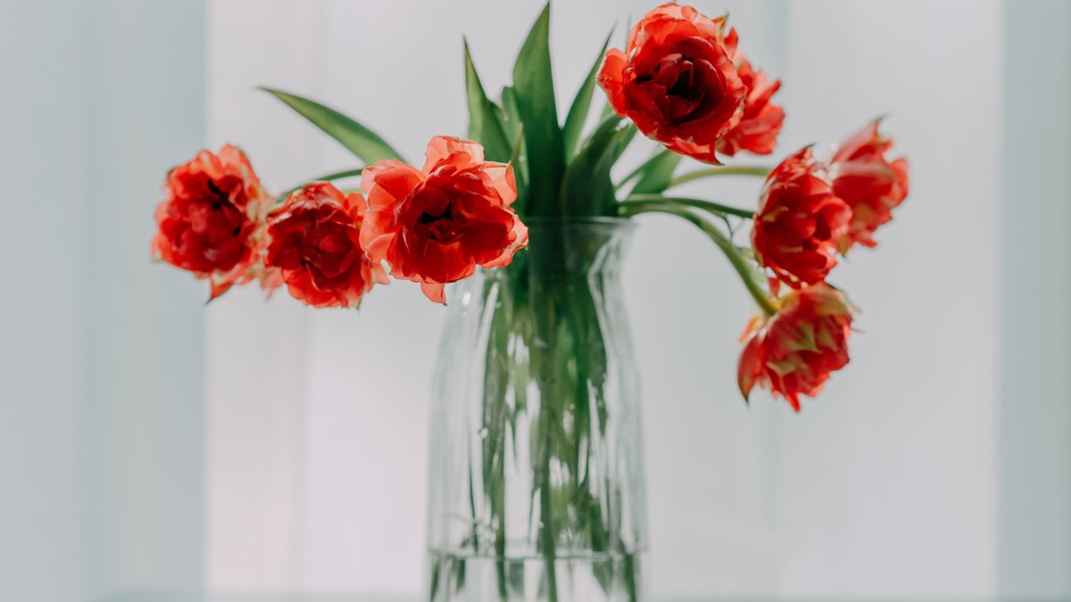 zucchero fiori recisi