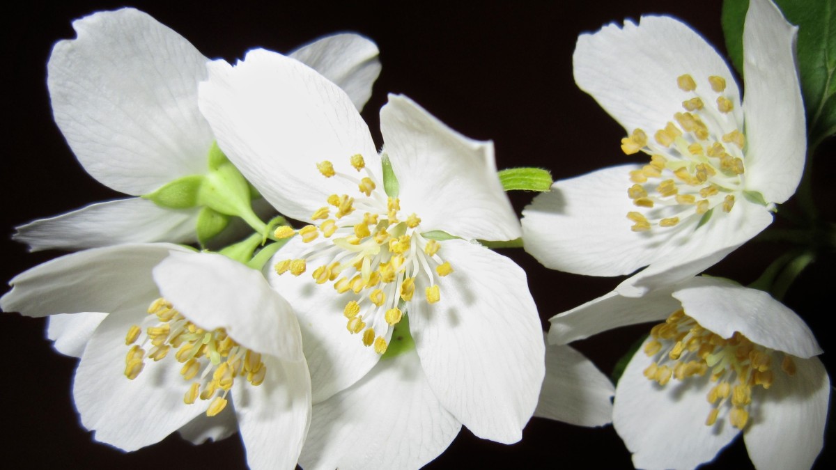come si coltiva il fiore d'angelo