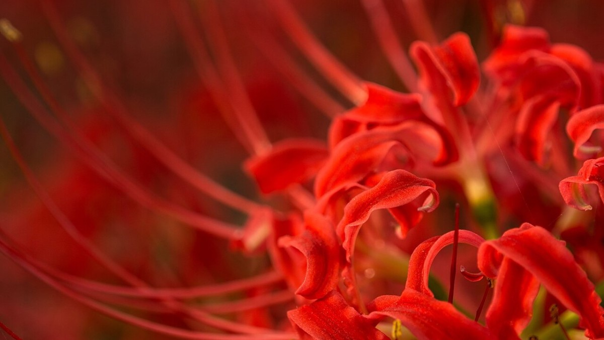 giglio ragno rosso