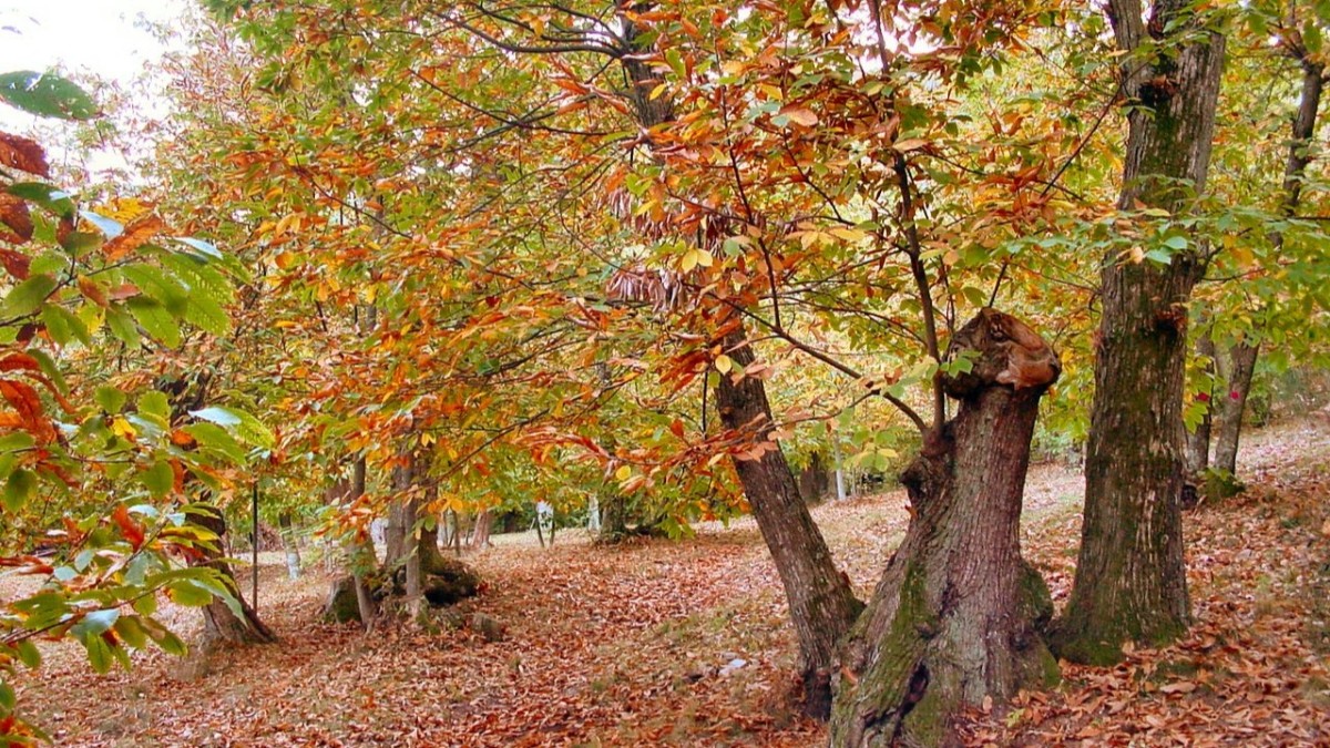 castagneti in italia