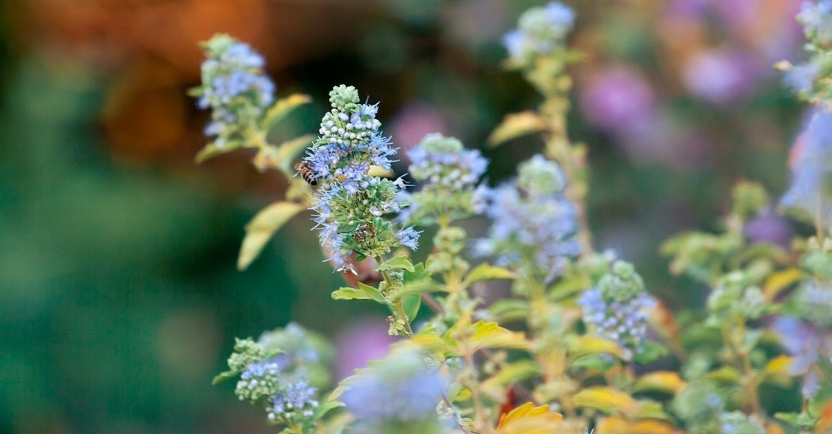 Fiori di Caryopteris tendenti al blu