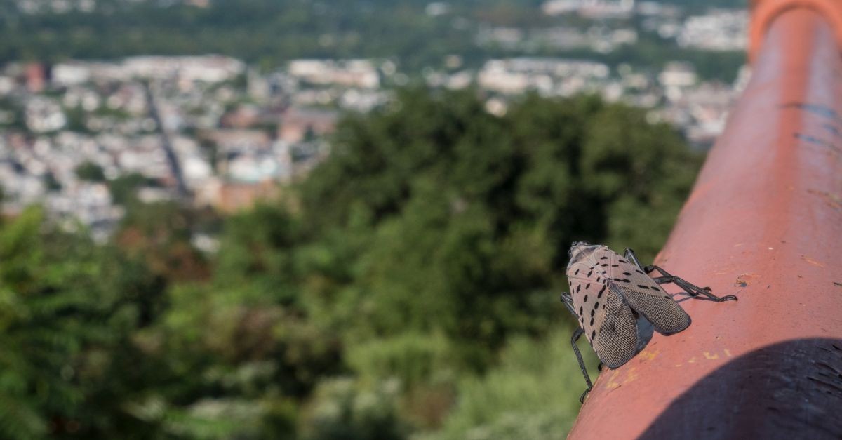 Un insetto lanterna appoggiato 