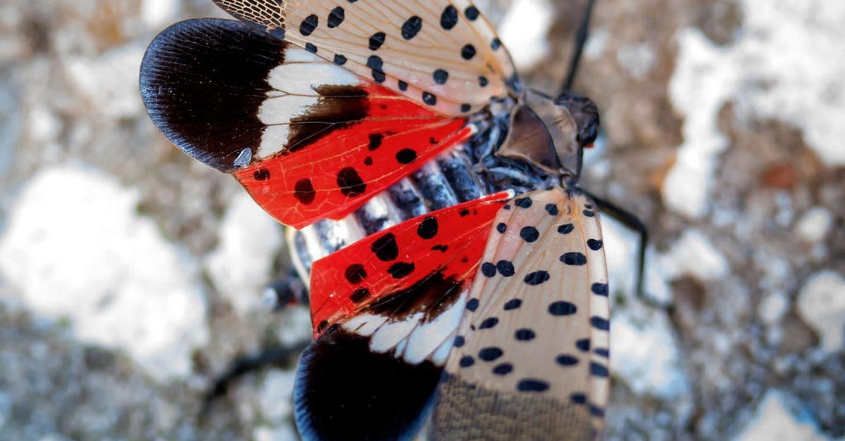 Una lanterna maculata