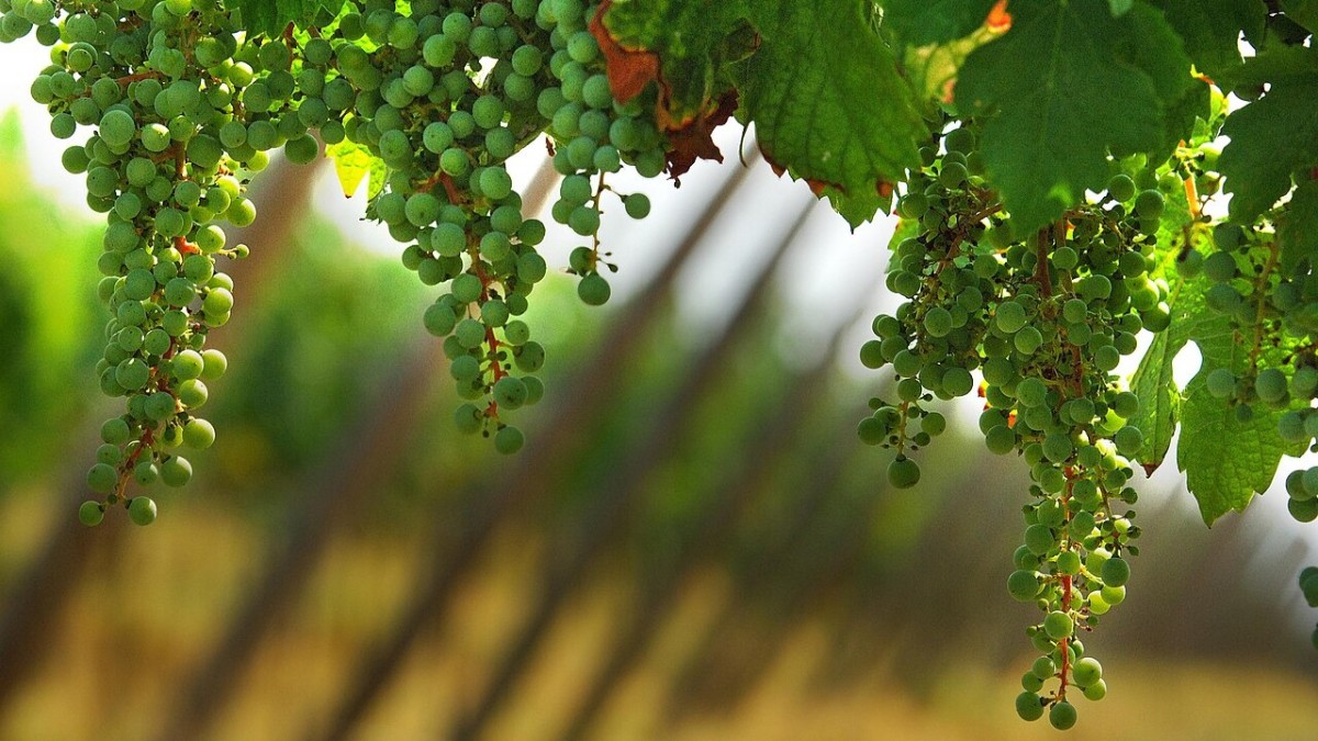 vini tipici nord italia