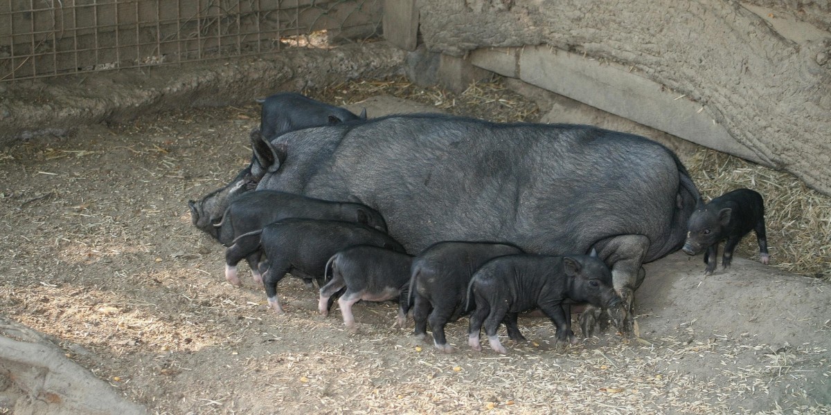 Atokos