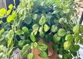 Planta