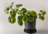 Planta