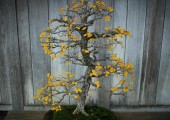 ficus ginseng