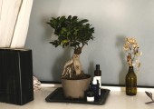 ficus ginseng
