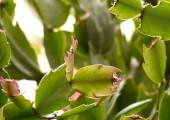 cactus di natale