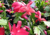 cactus di natale