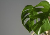 monstera adansonii