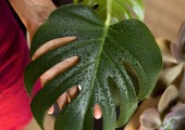 monstera adansonii