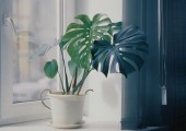 monstera adansonii