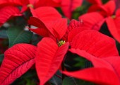 poinsettia euphorbia