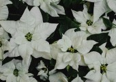 poinsettia euphorbia