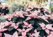 poinsettia euphorbia