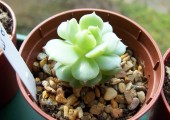 echeveria elegans
