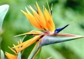 creare un giardino tropicale