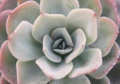 echeveria elegans