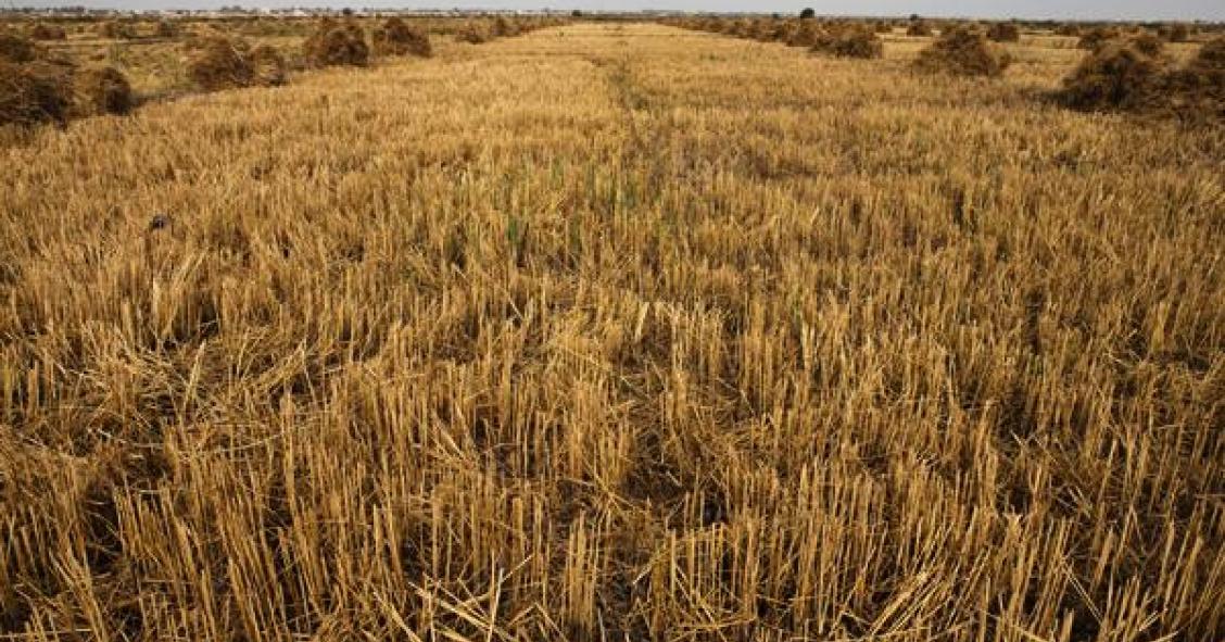 Imu terreni agricoli, proroga del pagamento a gennaio