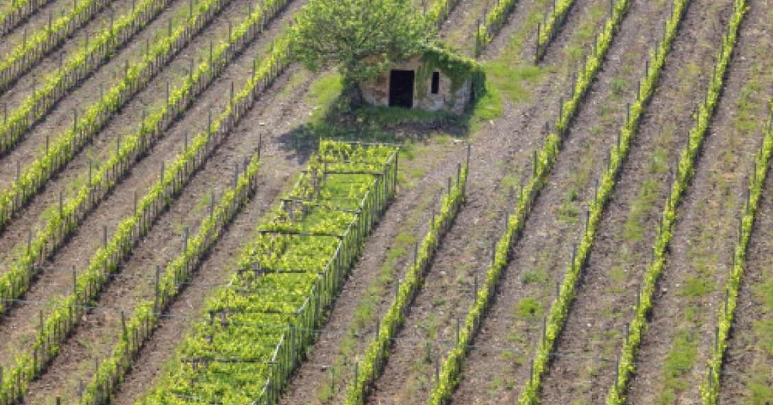 Imu sui terreni agricoli, tutte le novità sul pagamento e il possibile slittamento