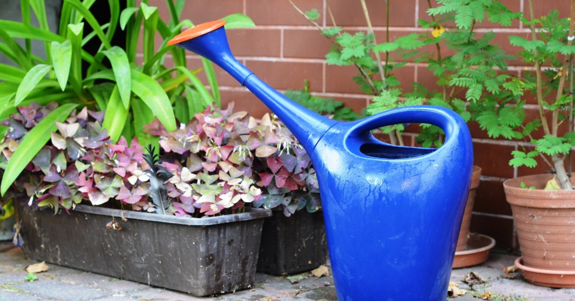 Come curare le piante quando si va in vacanza