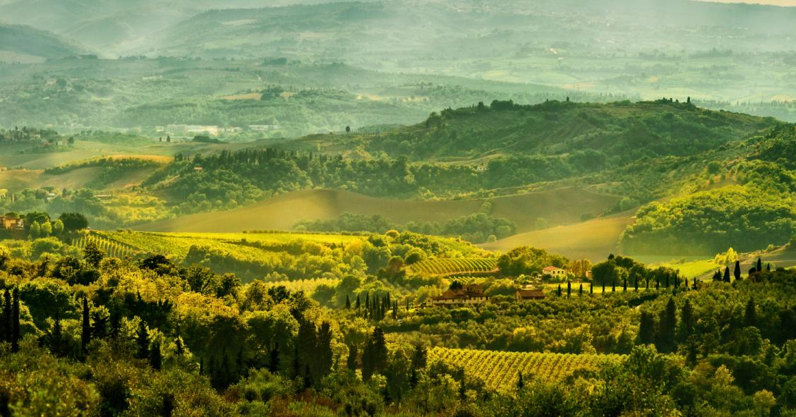 Vigneti all'asta: dalla Toscana al Salento, ecco tutte le occasioni