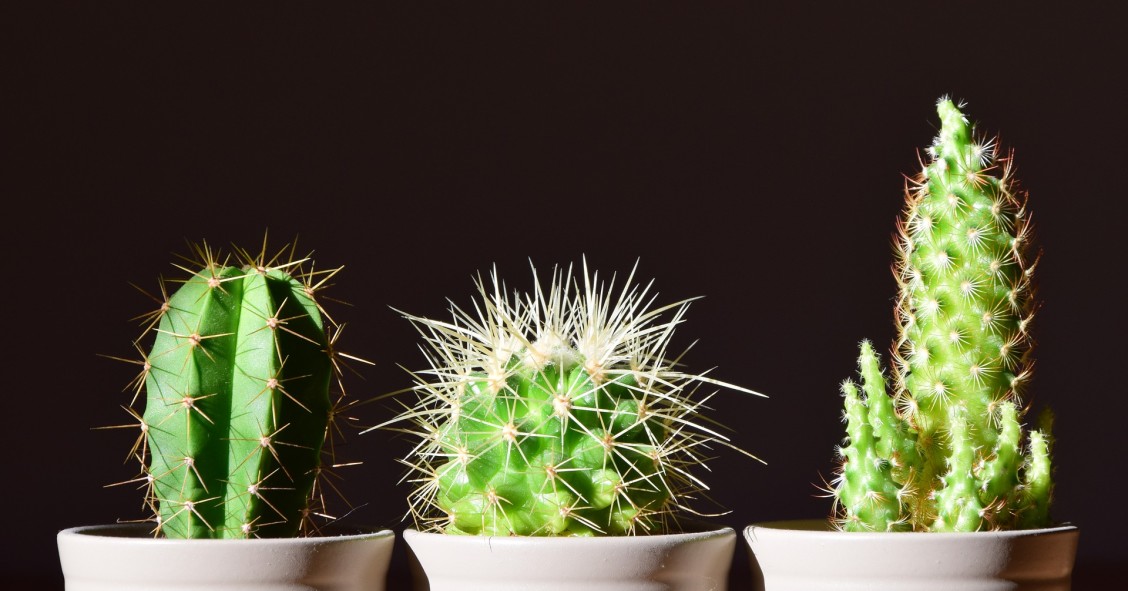 Come prendersi cura delle piante in casa d'estate