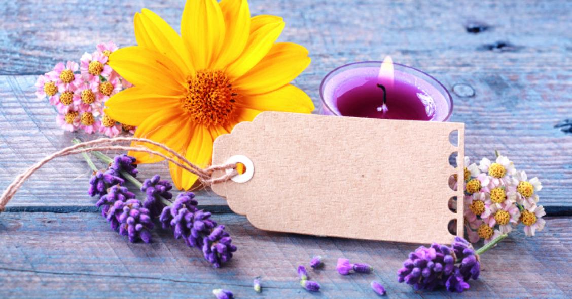 Cinque piante per tenere lontane le zanzare
