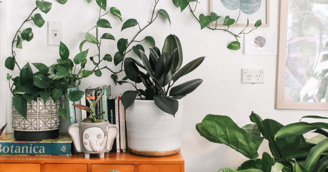 Come arredare con le piante in casa: 7 consigli da non perdere