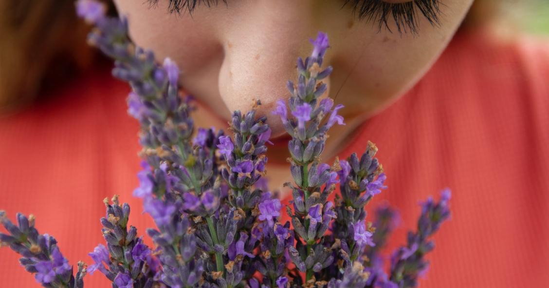 Le piante che purificano l'aria in casa