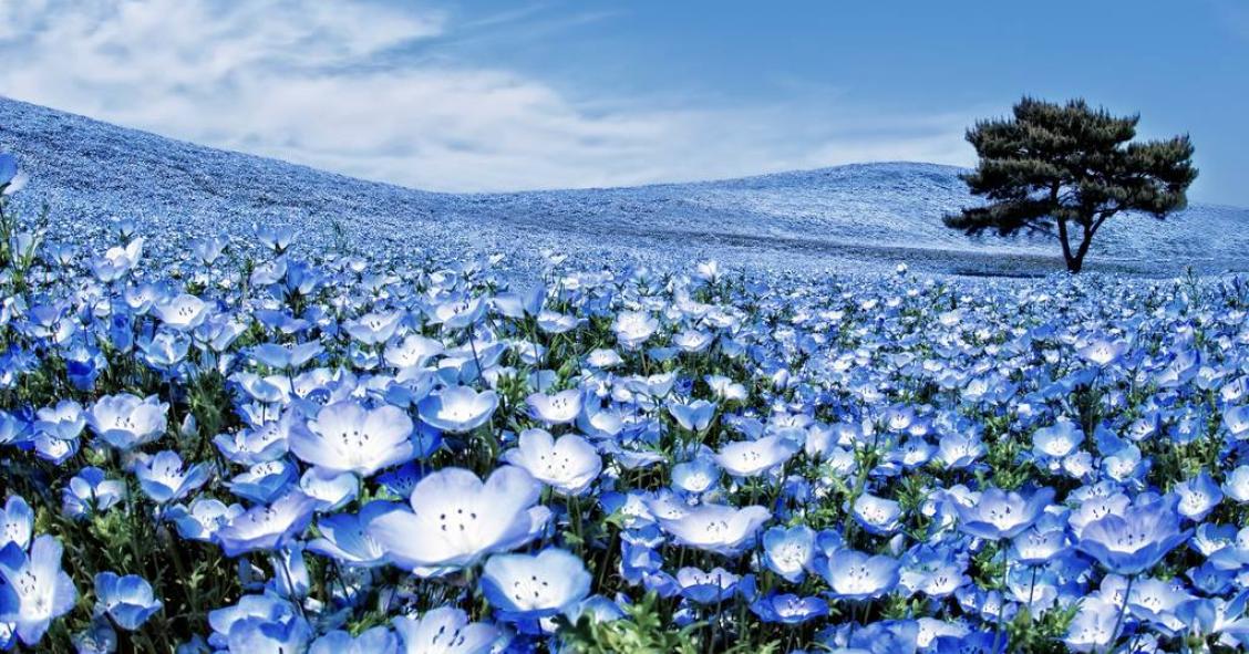 La straordinaria fioritura che trasforma una collina giapponese in un oceano blu