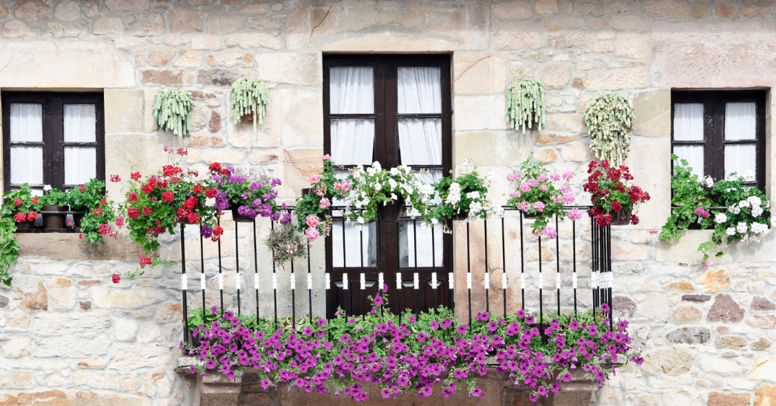 fiori da balcone invernali