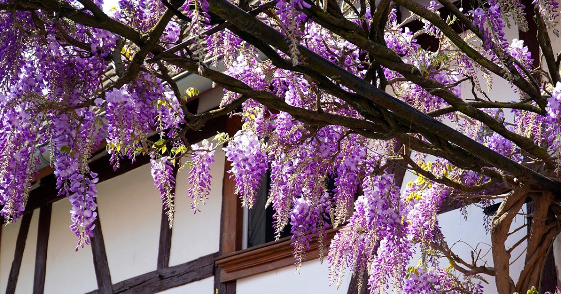 Pergolato con glicine