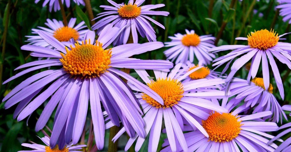 fiori blu in casa
