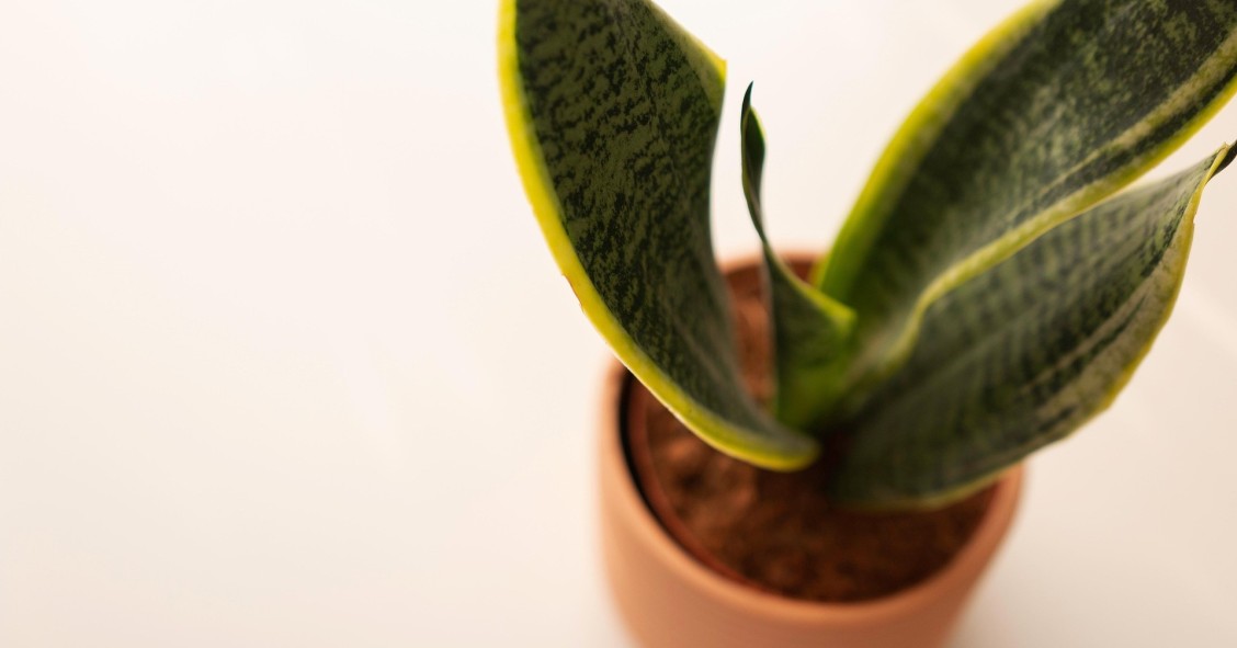 sansevieria vaso adatto