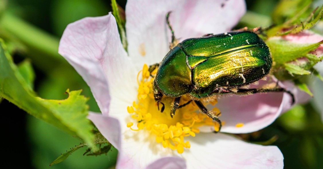 cetonia