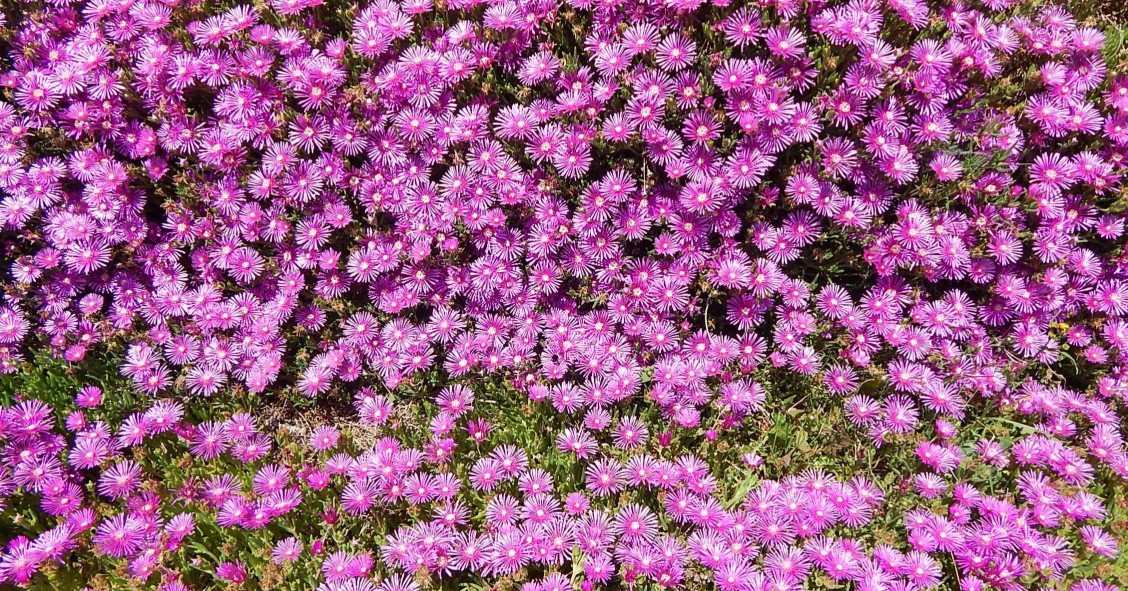 delosperma fioritura